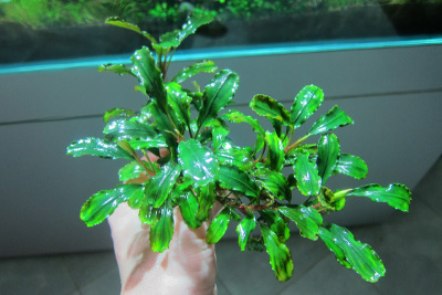 Буцефаландра Green wavy (Bucephalandra Green wavy)